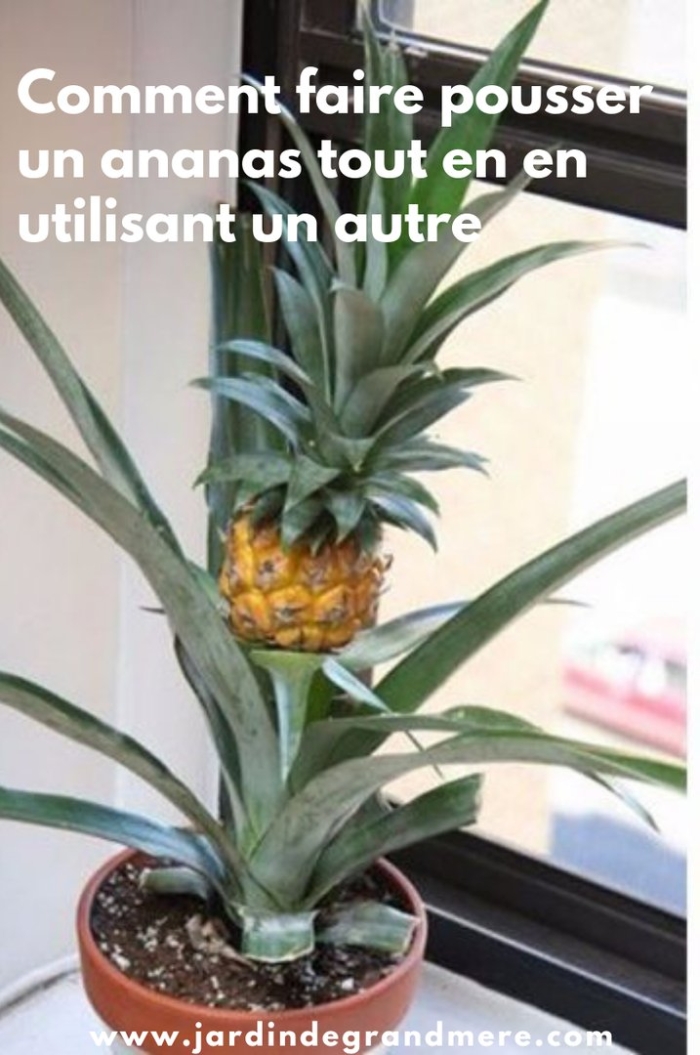 Прорастить ананас