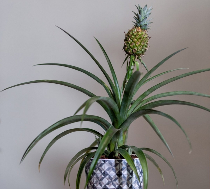 Ананас декоративный комнатный