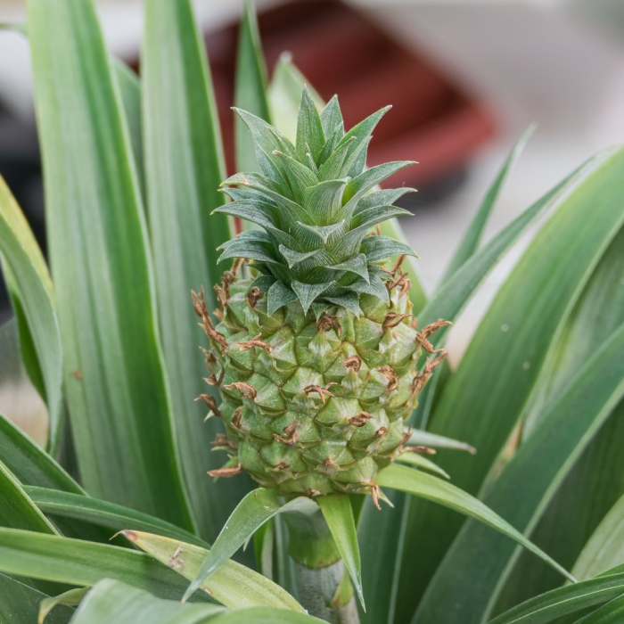 Ananas comosus