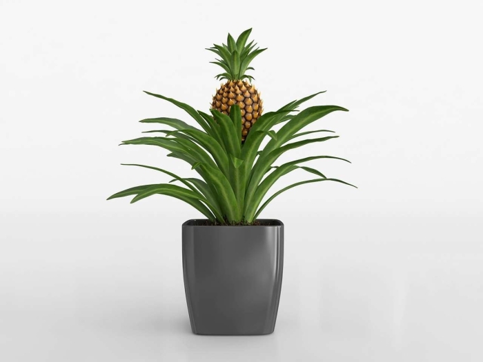 Ананас декоративный