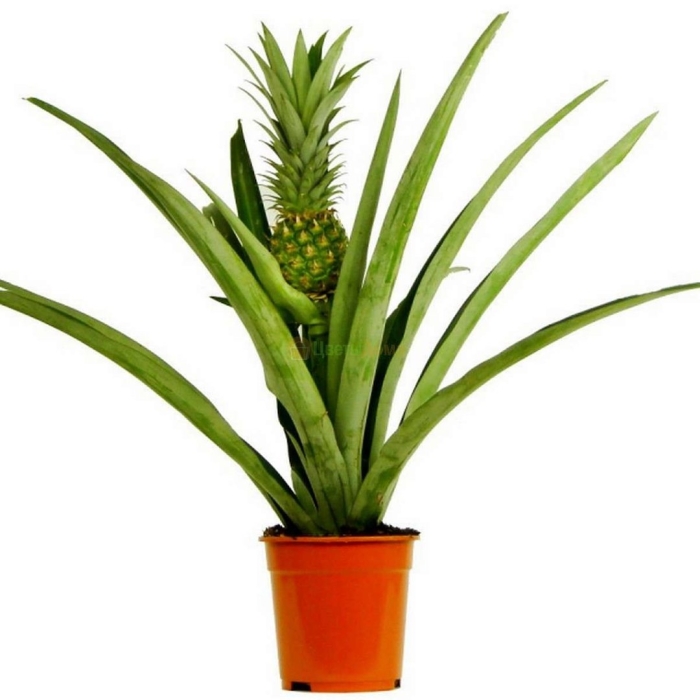 Ананас кандидо