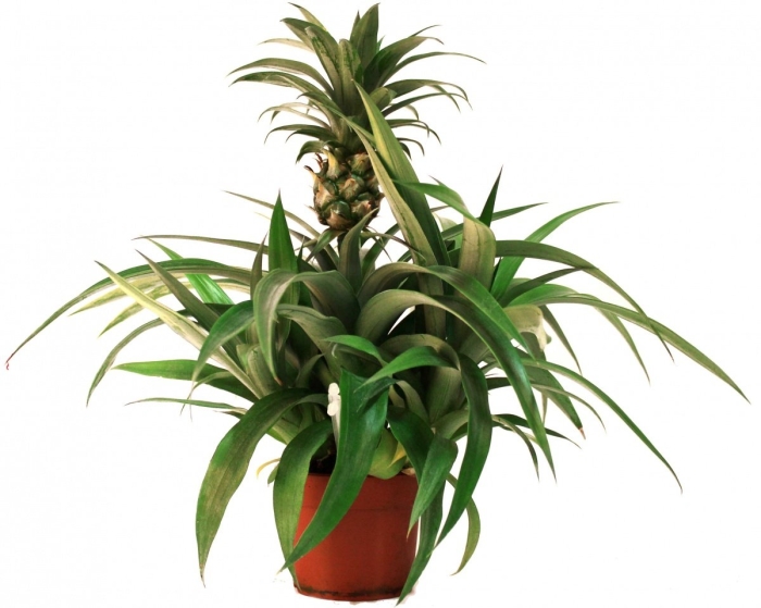 Ананас champaca