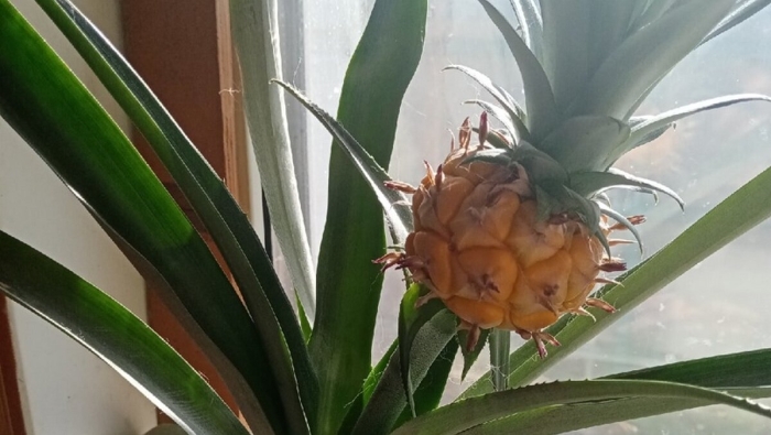 Растение похожее на ананас