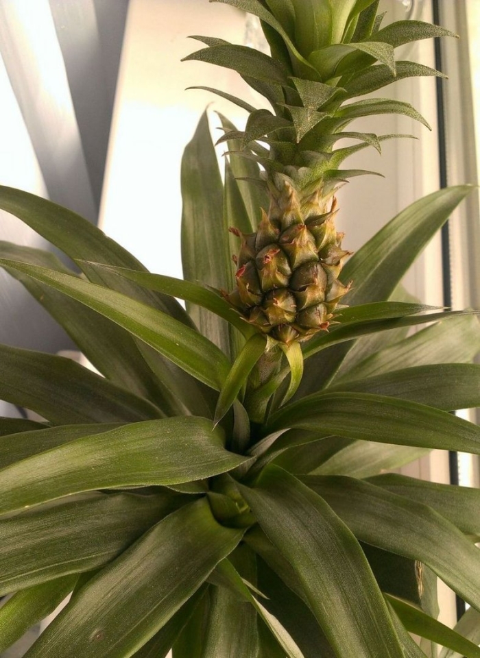 Цветок ананас