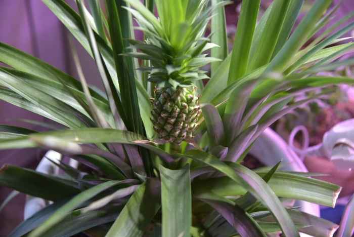 Родина ананаса комнатного растения