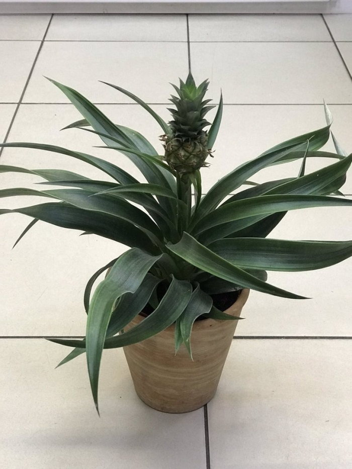 Ананас чампака d12