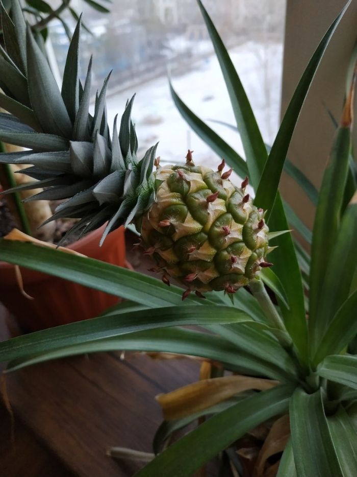 Ананас в домашних условиях
