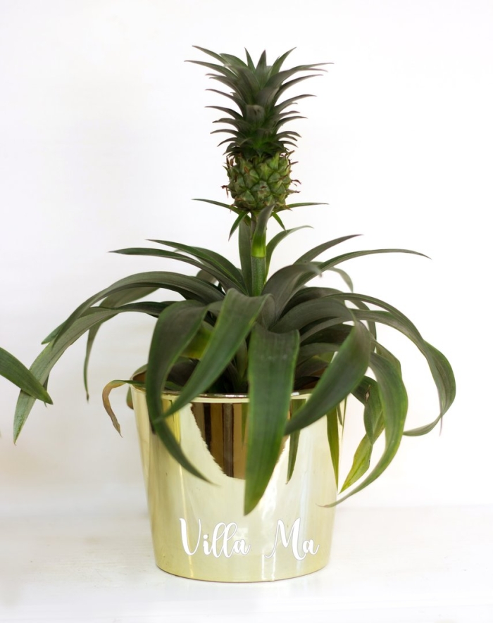 Ананас чампака d12