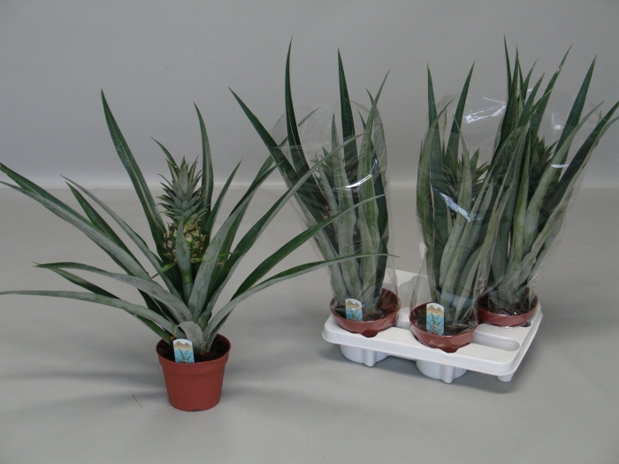 Ананас чампака d12