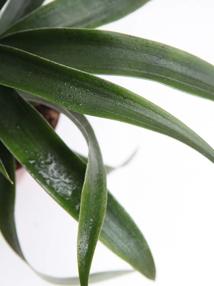 Комнатное растение