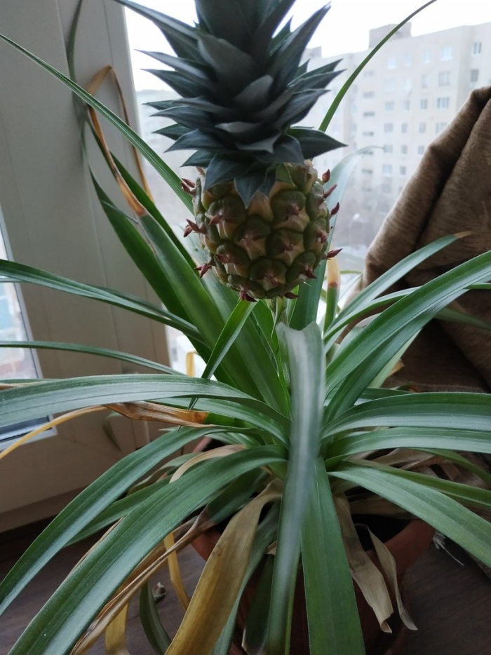 Ананас с колючими листьями