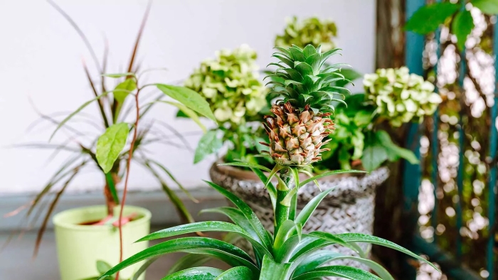 Ананас в домашних условиях