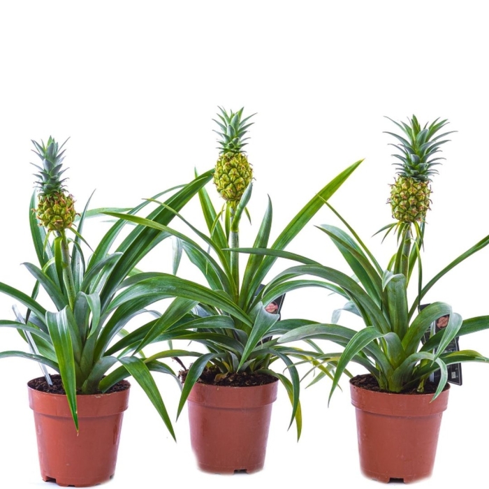 Ананас champaca