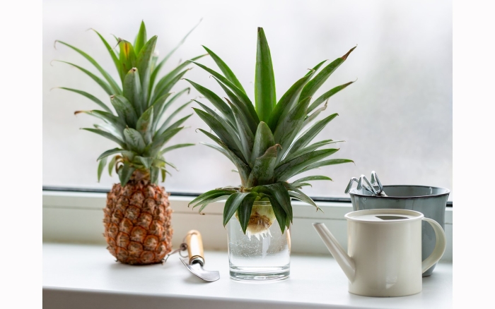 Pineapple plant
