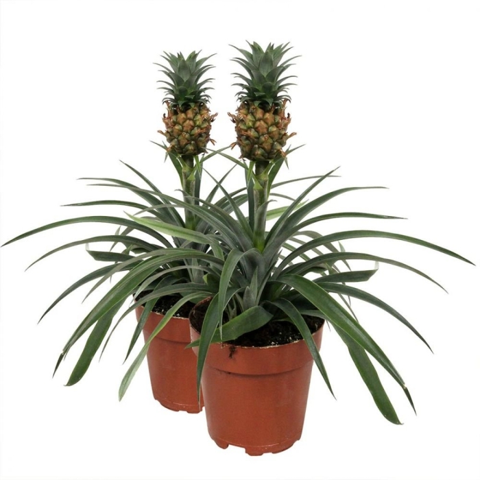 Ананас чампака d12