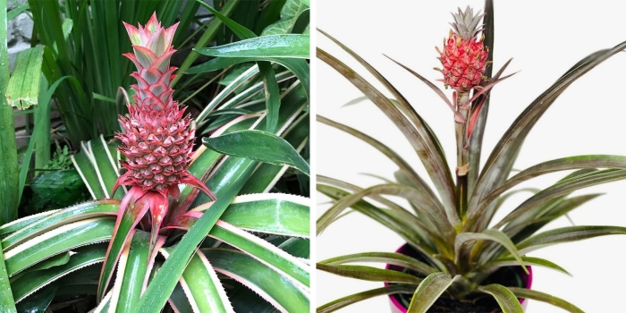 Бромелиевые ананас