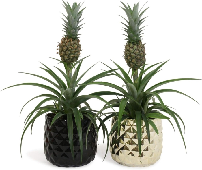 Ананас чампака d12