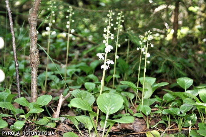 Грушанка круглолистная pyrola rotundifolia