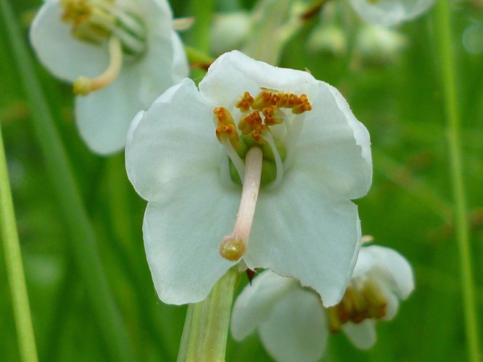 Грушанка круглолистная