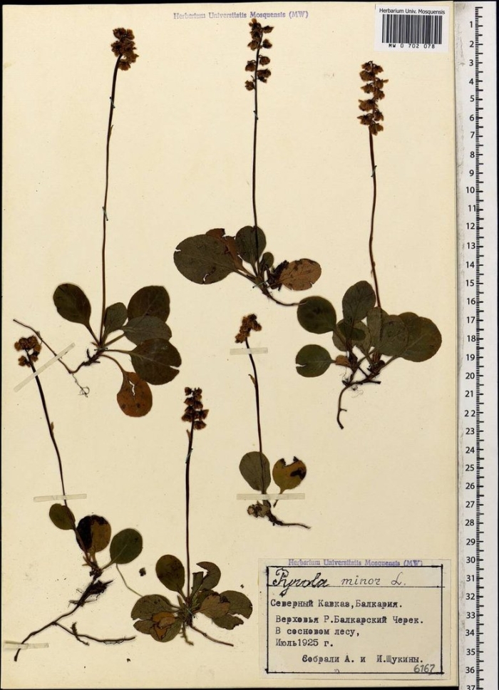 Грушанка малая гербарий