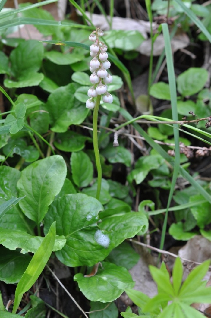 Грушанка круглолистная