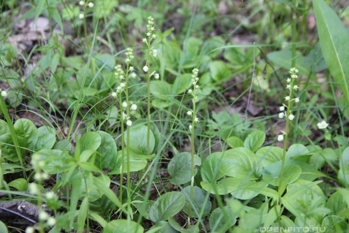 Грушанка круглолистная