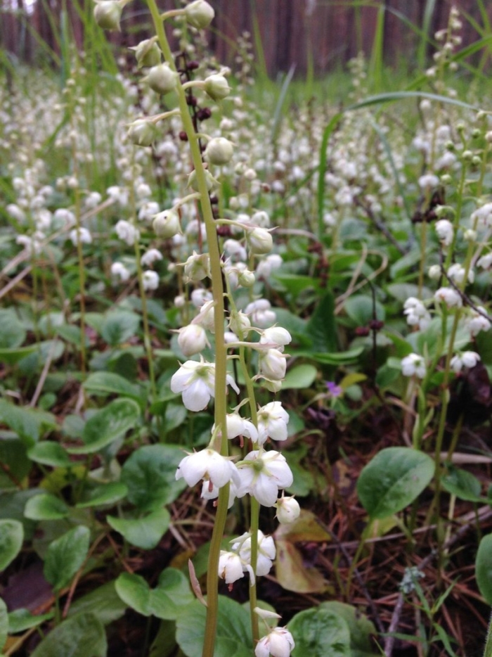 Грушанка круглолистная