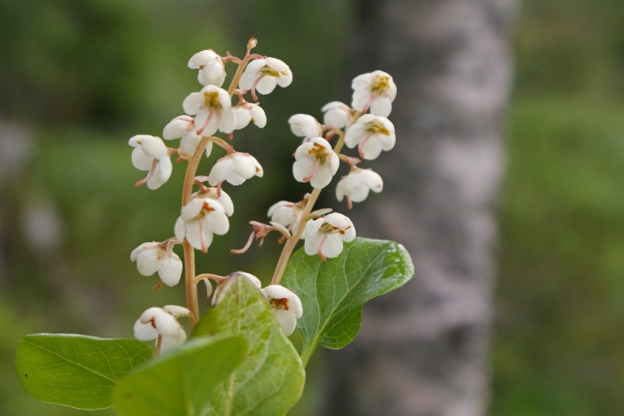 Боровая матка растение