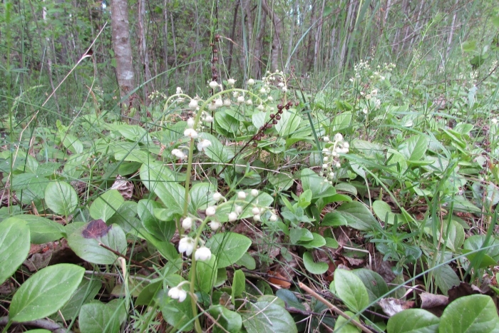 Грушанка круглолистная розовая