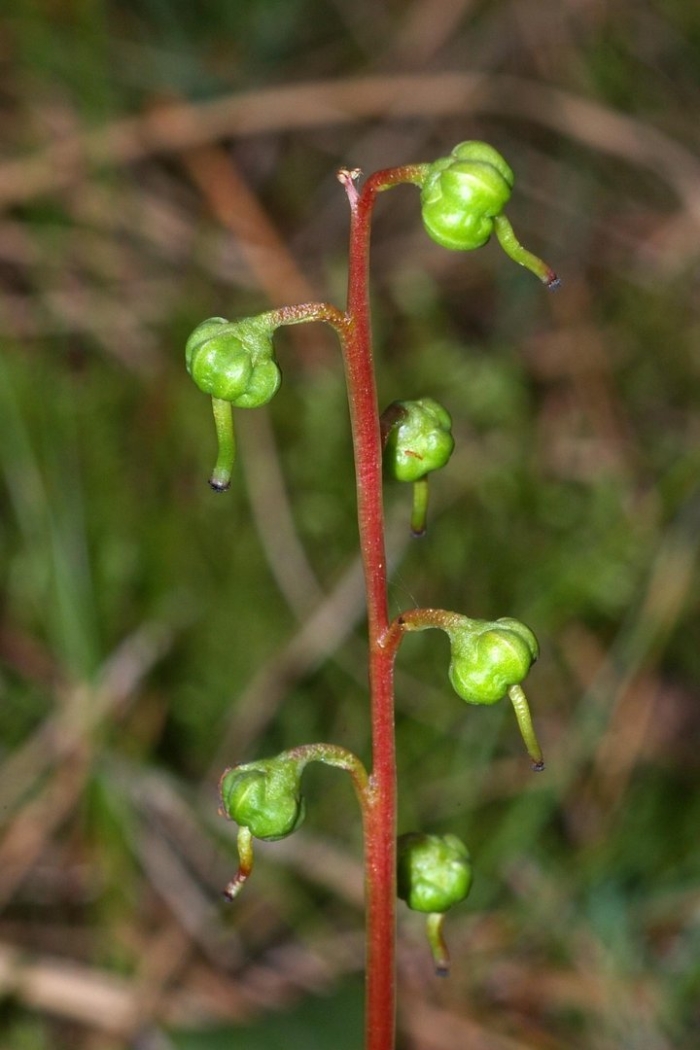 Abromeitiella chlorantha