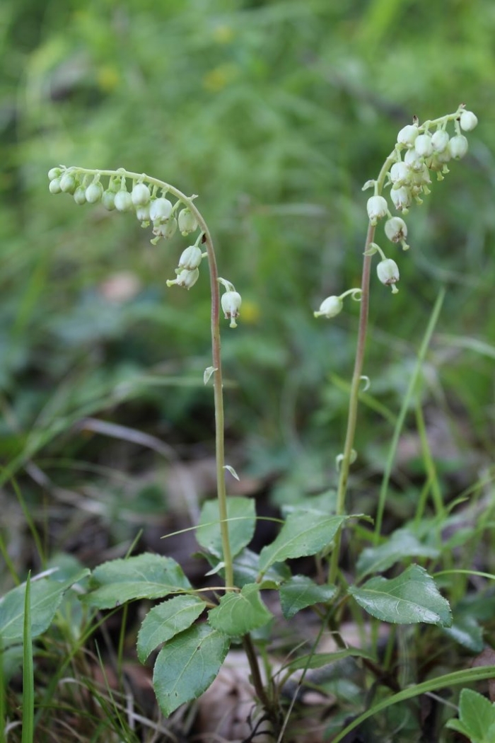 Трава боровая матка