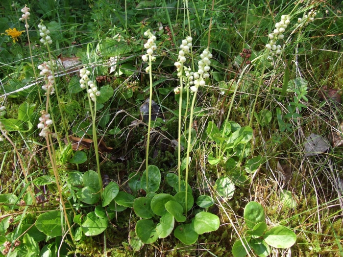 Pyrola minor