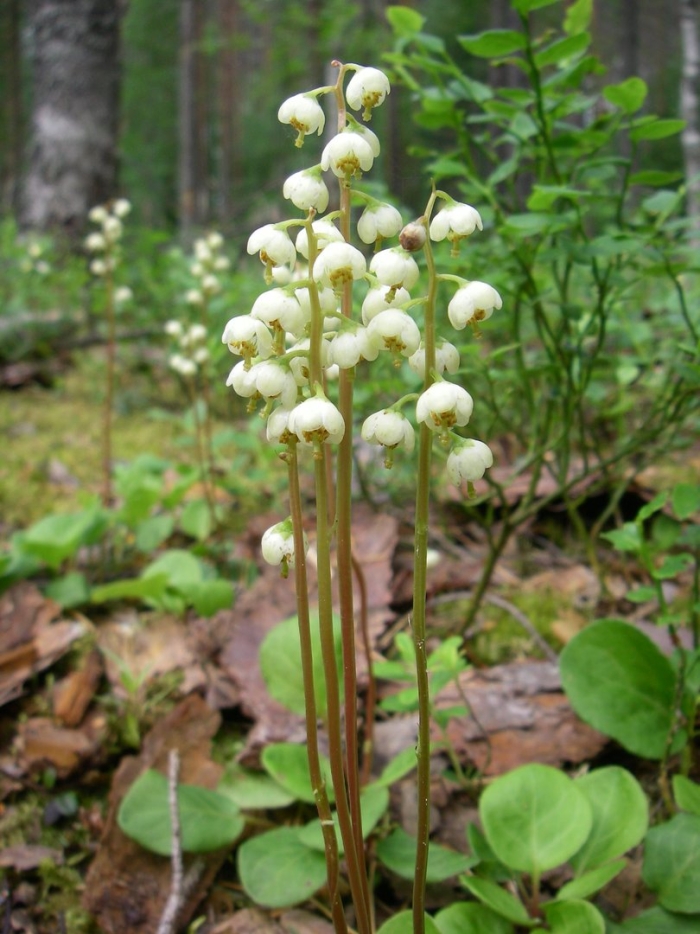 Грушанка круглолистная