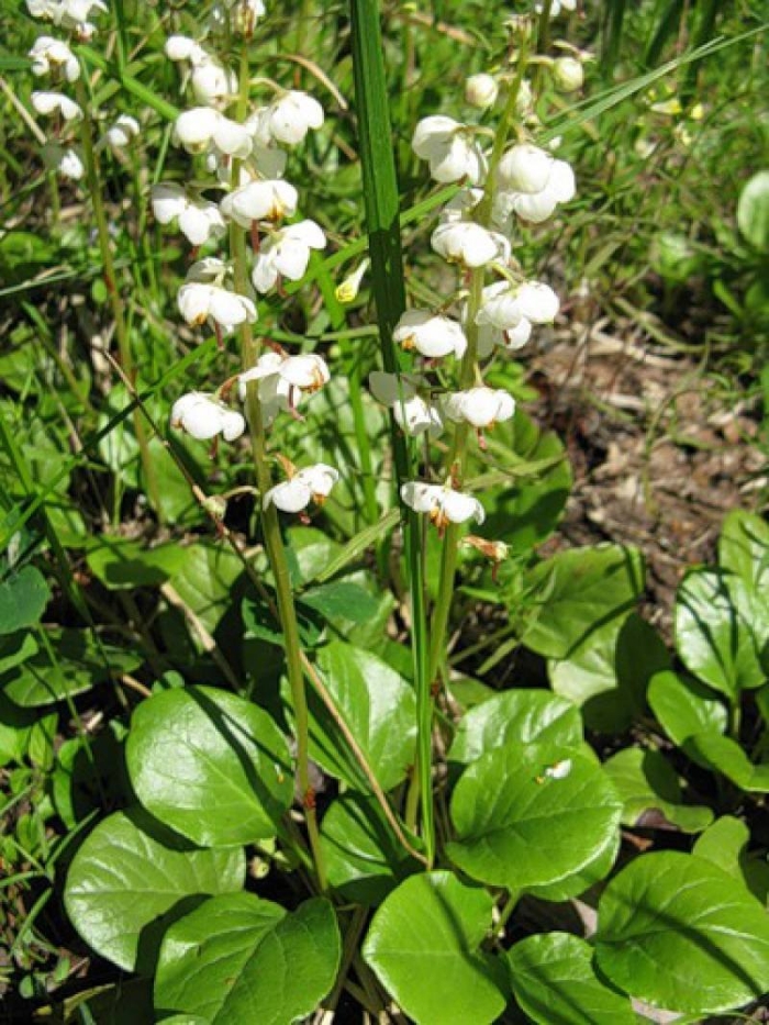 Грушанка круглолистная