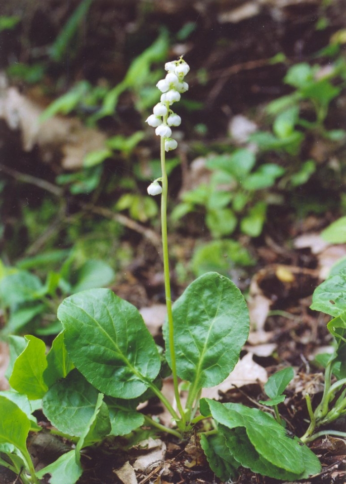 Грушанка круглолистная