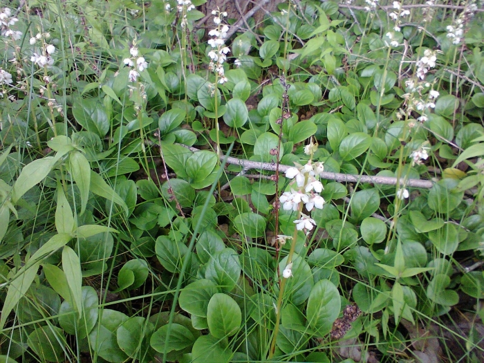 Грушанка круглолистная