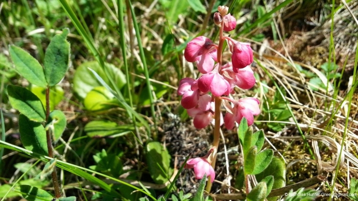 Грушанка копытолистная