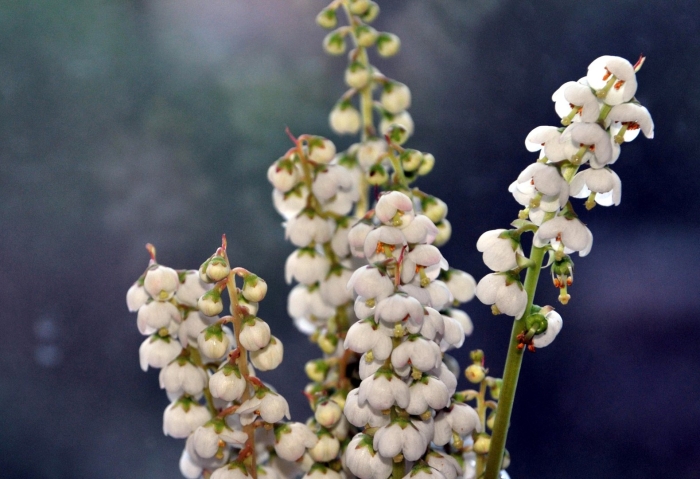 Грушанка круглолистная