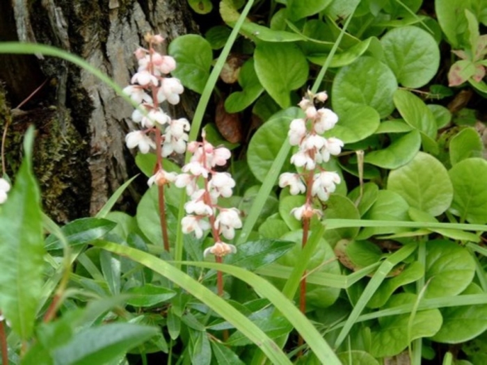 Грушанка круглолистная