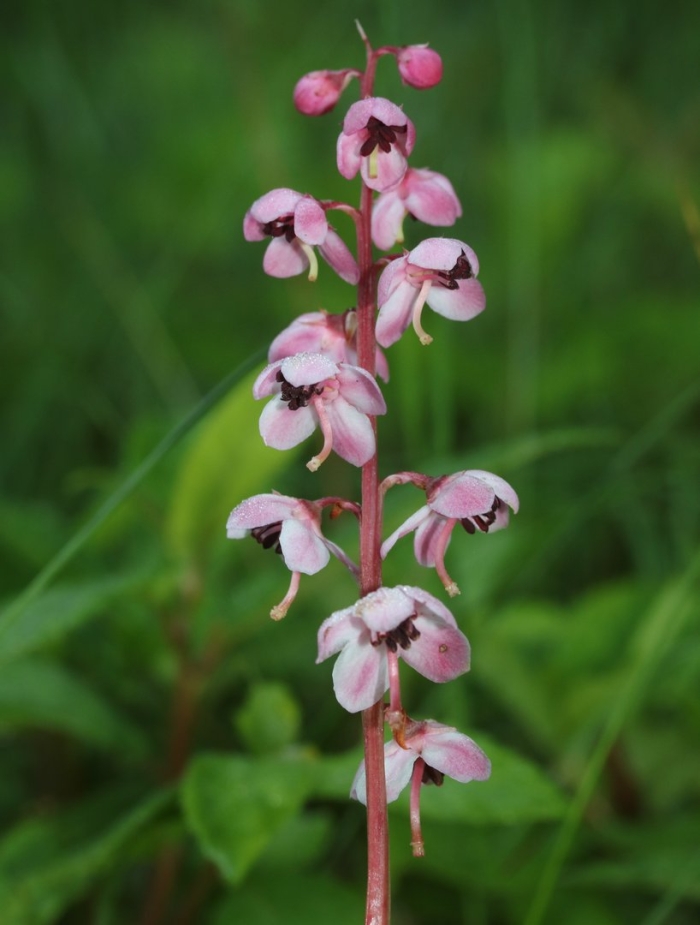 Pyrola asarifolia