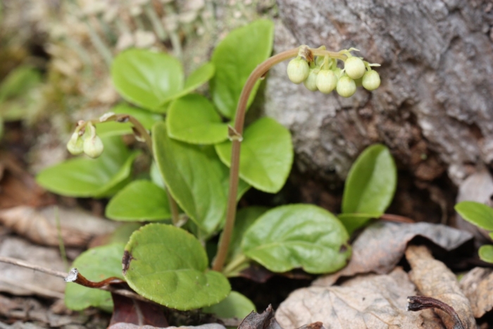 Боровая матка ортилия однобокая