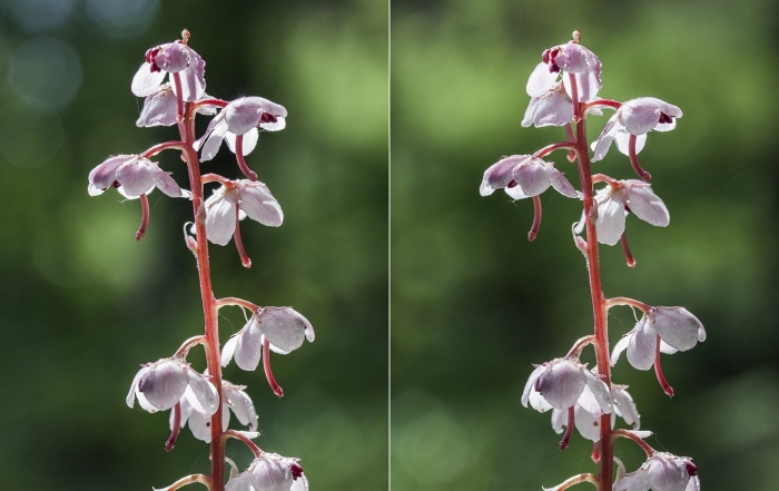 Грушанка круглолистная