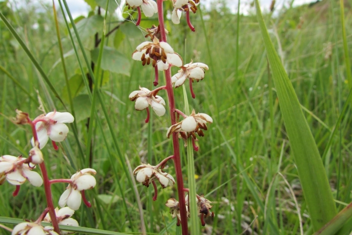 Грушанка (зимолюбка)