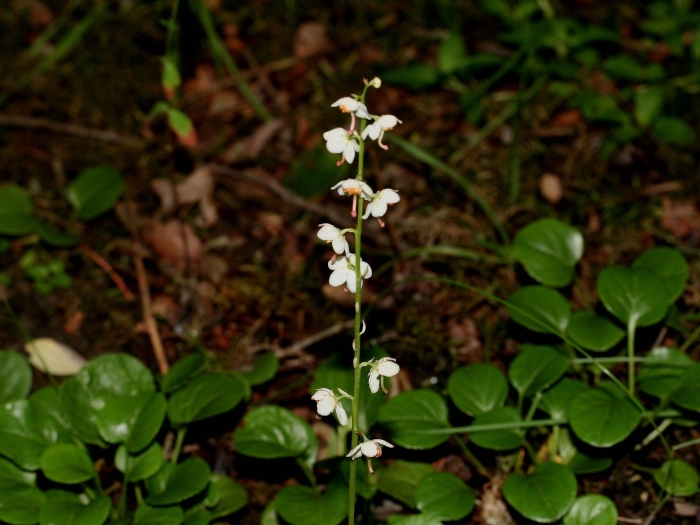 Грушанка круглолистная