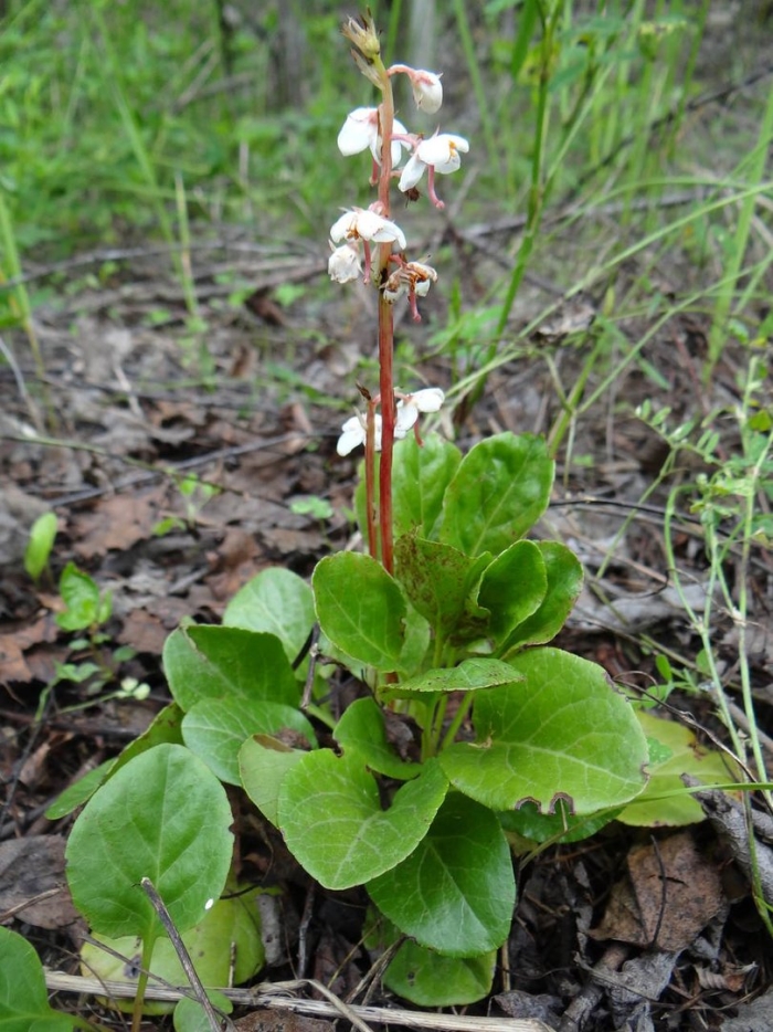 Грушанка круглолистная с семенами