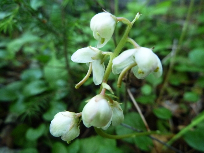 Грушанка круглолистная