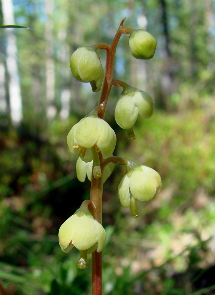 Pyrola chlorantha sw