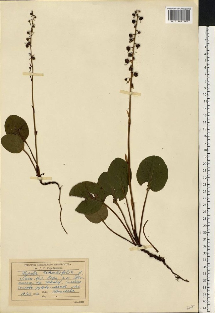 Грушанка круглолистная гербарий