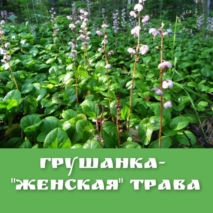 Грушанка круглолистная