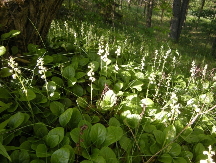 Грушанка зелёноцветковая